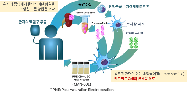 면역세포 치료제 연구 이미지1